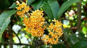 Loài cây này nếu trồng và chăm sóc đúng cách sẽ trở thành 'bảo vật' phong thủy mang lại bình an cho cả gia đình- Ảnh 4.