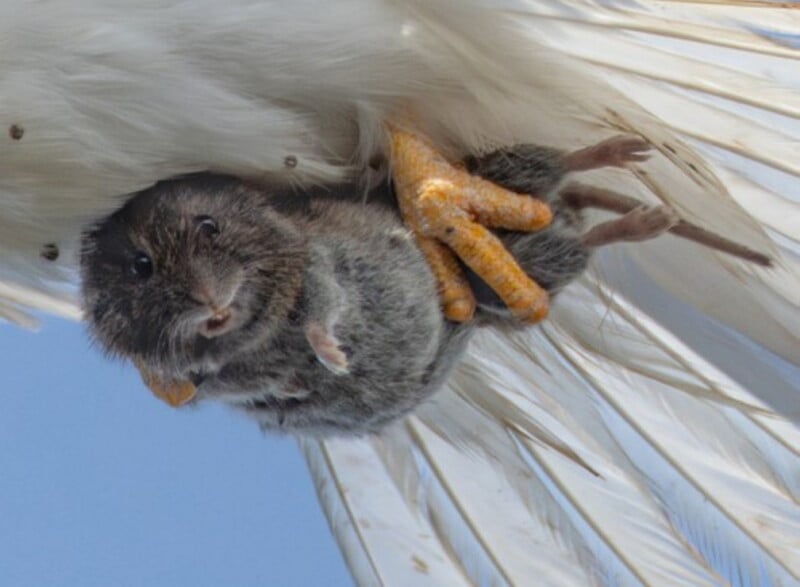 hapless-vole-sp-1397899-800x587-1752982412796-17529824128741937382924-1753057289704-17530572899451256682207.jpg