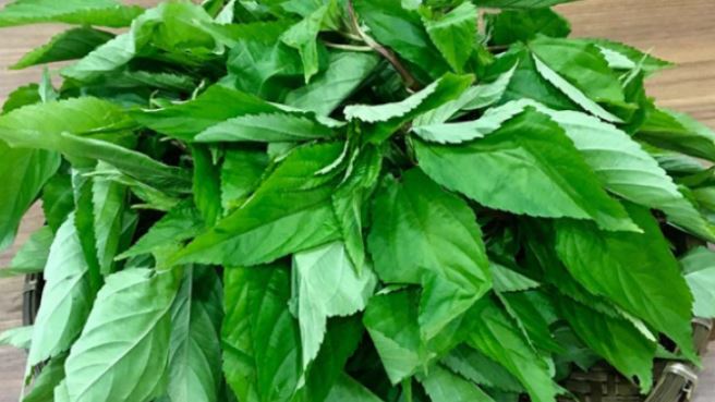 loai-rau-it-ngam-hoa-chat-nguoi-nhat-thich-me-o-cho-viet-gia-re-beo1-17528441330551144372030-1753065192933-17530651932511993818519.jpg