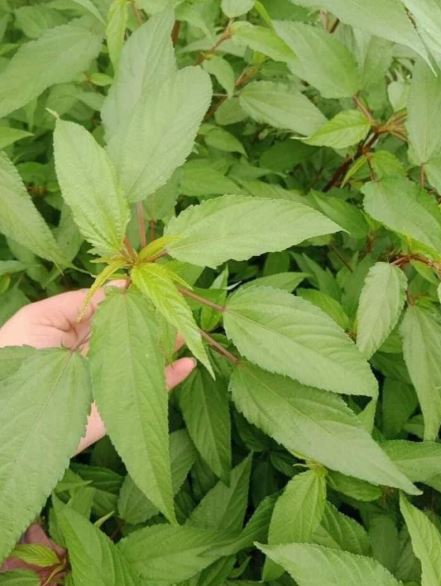loai-rau-it-ngam-hoa-chat-nguoi-nhat-thich-me-o-cho-viet-gia-re-beo3-1752844133152290034599-1753065191955-1753065192190564447746.jpg