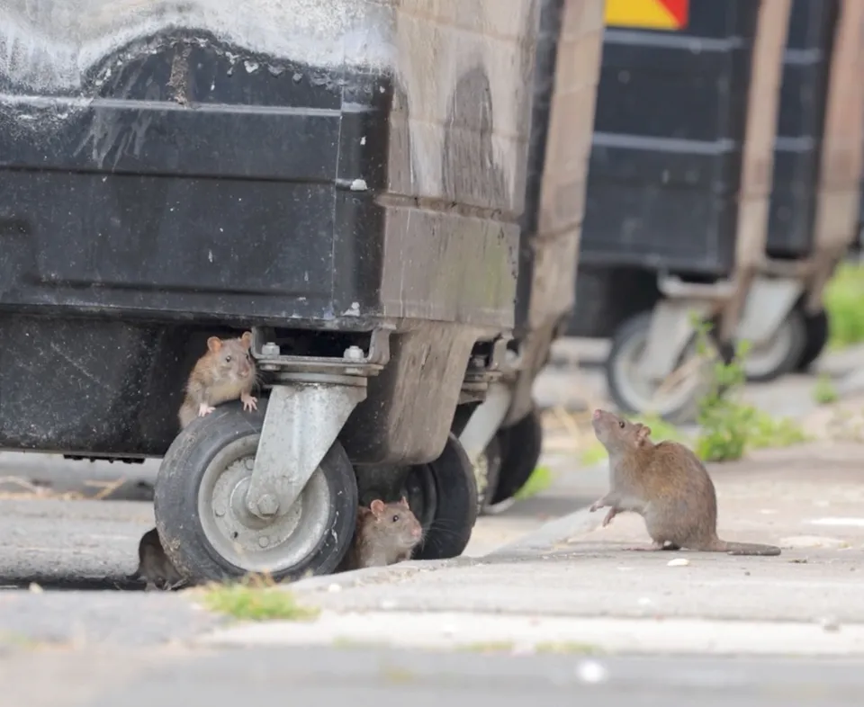 2025-hundreds-giant-rats-plaguing-1010090690-1753142629500-17531426296621235917642.png