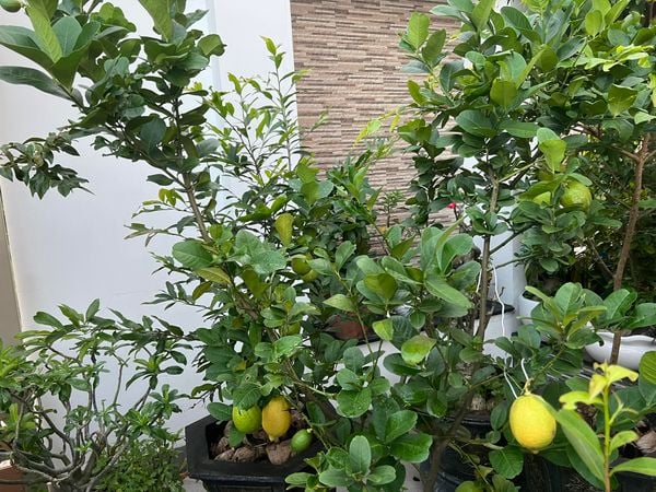 Trồng loại cây này trong nhà, vừa cho quả ăn, vừa chiêu tài lộc - Ảnh 4. Trồng loại cây này trong nhà, vừa cho quả ăn, vừa chiêu tài lộc - Ảnh 4.