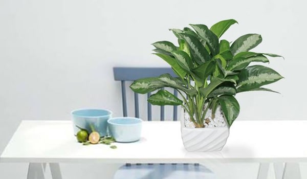 Muốn chặn vận xui, tiền lúc nào cũng rủng rỉnh, hãy sở hữu ngay cây giữ tiền - Ảnh 4. Muốn chặn vận xui, tiền lúc nào cũng rủng rỉnh, hãy sở hữu ngay cây giữ tiền - Ảnh 4.
