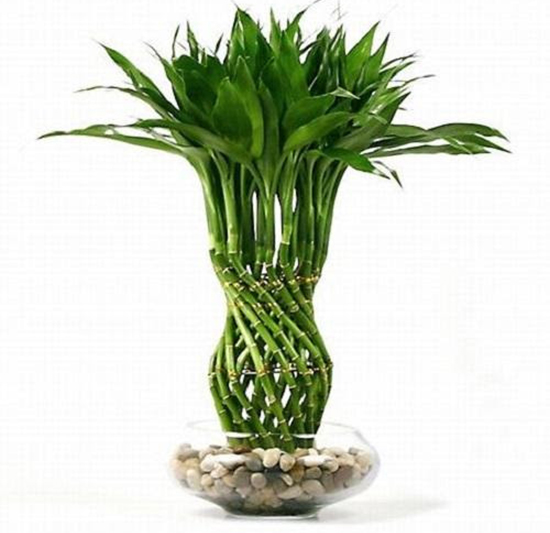 Người tuổi này nếu trong nhà có cây trúc phát tài, công việc thăng tiến, tiền bạc của cải phất lên như diều gặp gió- Ảnh 2. Người tuổi này nếu trong nhà có cây trúc phát tài, công việc thăng tiến, tiền bạc của cải phất lên như diều gặp gió- Ảnh 2.