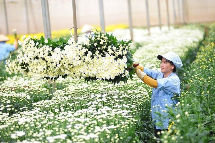 Lá tre bỗng dưng đắt khách, loài hoa dân dã trở thành 'ngôi sao' - Ảnh 1. Lá tre bỗng dưng đắt khách, loài hoa dân dã trở thành 'ngôi sao' - Ảnh 1.