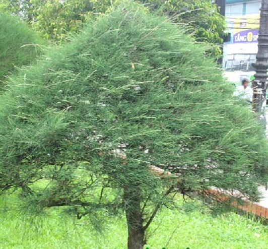 Nếu trồng những cây này tại nhà, tài lộc đội nón ra đi- Ảnh 3.
