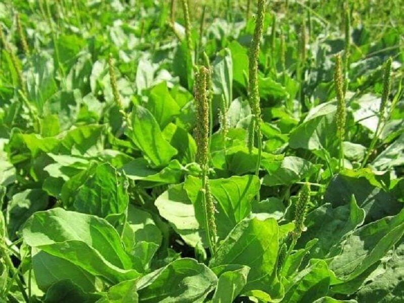 Loại rau dại không trồng, chẳng chăm mà mọc tốt um, được coi là vị thuốc quý trong Đông Y, chế biến nhiều món ngon - Ảnh 2. Loại rau dại không trồng, chẳng chăm mà mọc tốt um, được coi là vị thuốc quý trong Đông Y, chế biến nhiều món ngon - Ảnh 2.