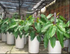 Người mệnh Hỏa và Thổ nếu sở hữu cây này, dễ phát triển sự nghiệp, thu hút cơ hội làm ăn và may mắn- Ảnh 3.