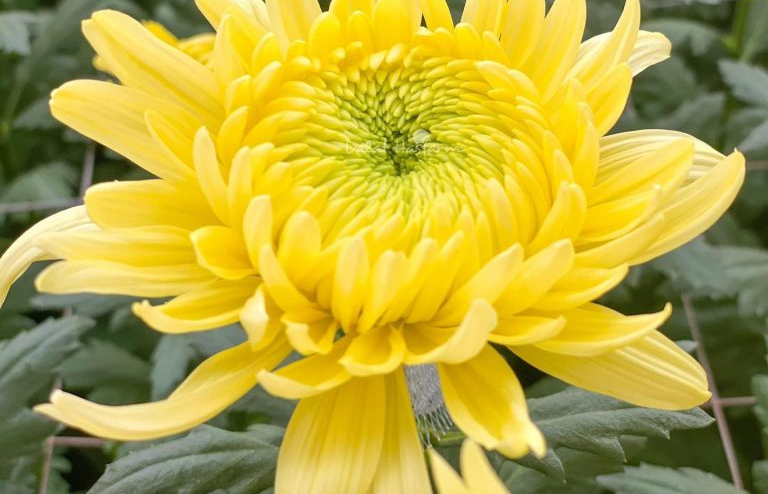 Những loại hoa nên cắm trên bàn thờ mang theo ý nghĩa may mắn khi về nhà mới- Ảnh 1.