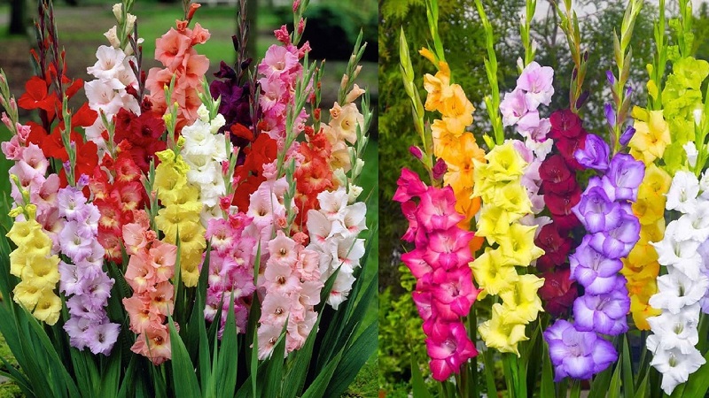 Những loại hoa nên cắm trên bàn thờ mang theo ý nghĩa may mắn khi về nhà mới- Ảnh 3.