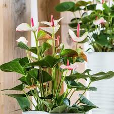 Người mệnh Hỏa và Thổ nếu sở hữu cây này, dễ phát triển sự nghiệp, thu hút cơ hội làm ăn và may mắn- Ảnh 2. Người mệnh Hỏa và Thổ nếu sở hữu cây này, dễ phát triển sự nghiệp, thu hút cơ hội làm ăn và may mắn- Ảnh 2.