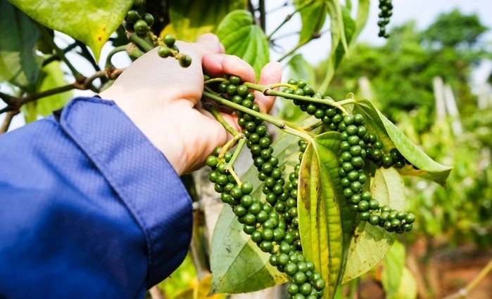 Việt Nam có ‘kho vàng đen’ 274.000 tấn, Mỹ mua lượng lớn bất ngờ - Ảnh 1. Việt Nam có ‘kho vàng đen’ 274.000 tấn, Mỹ mua lượng lớn bất ngờ - Ảnh 1.