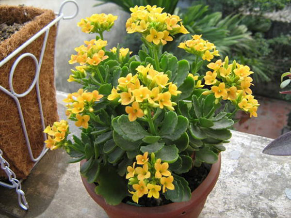 Muốn cuộc sống được may mắn và tài lộc, hãy đặt cây này trong nhà- Ảnh 3. Muốn cuộc sống được may mắn và tài lộc, hãy đặt cây này trong nhà- Ảnh 3.