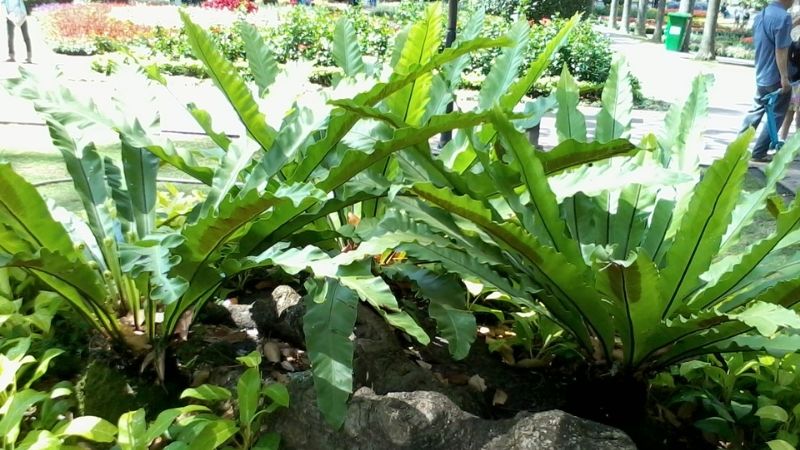 Trong nhà nếu có cây này, gia chủ sẽ không lo hết tiền, sức khỏe viên mãn- Ảnh 2.