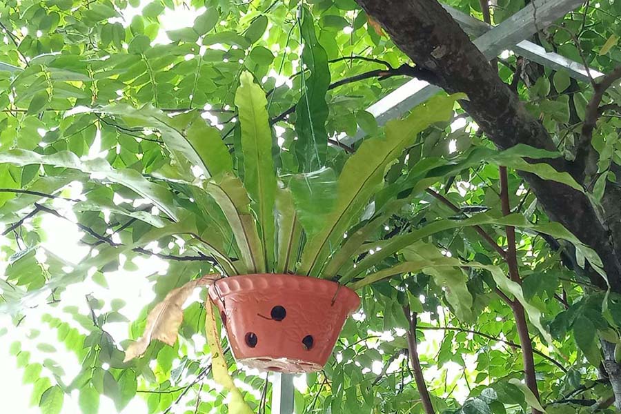 Trong nhà nếu có cây này, gia chủ sẽ không lo hết tiền, sức khỏe viên mãn- Ảnh 3.