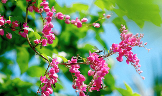 Đặt hoa ti gôn trong nhà không chỉ giúp gia chủ thịnh vượng giàu có, mà còn có cơ hội thành công trong kinh doanh- Ảnh 3. Đặt hoa ti gôn trong nhà không chỉ giúp gia chủ thịnh vượng giàu có, mà còn có cơ hội thành công trong kinh doanh- Ảnh 3.