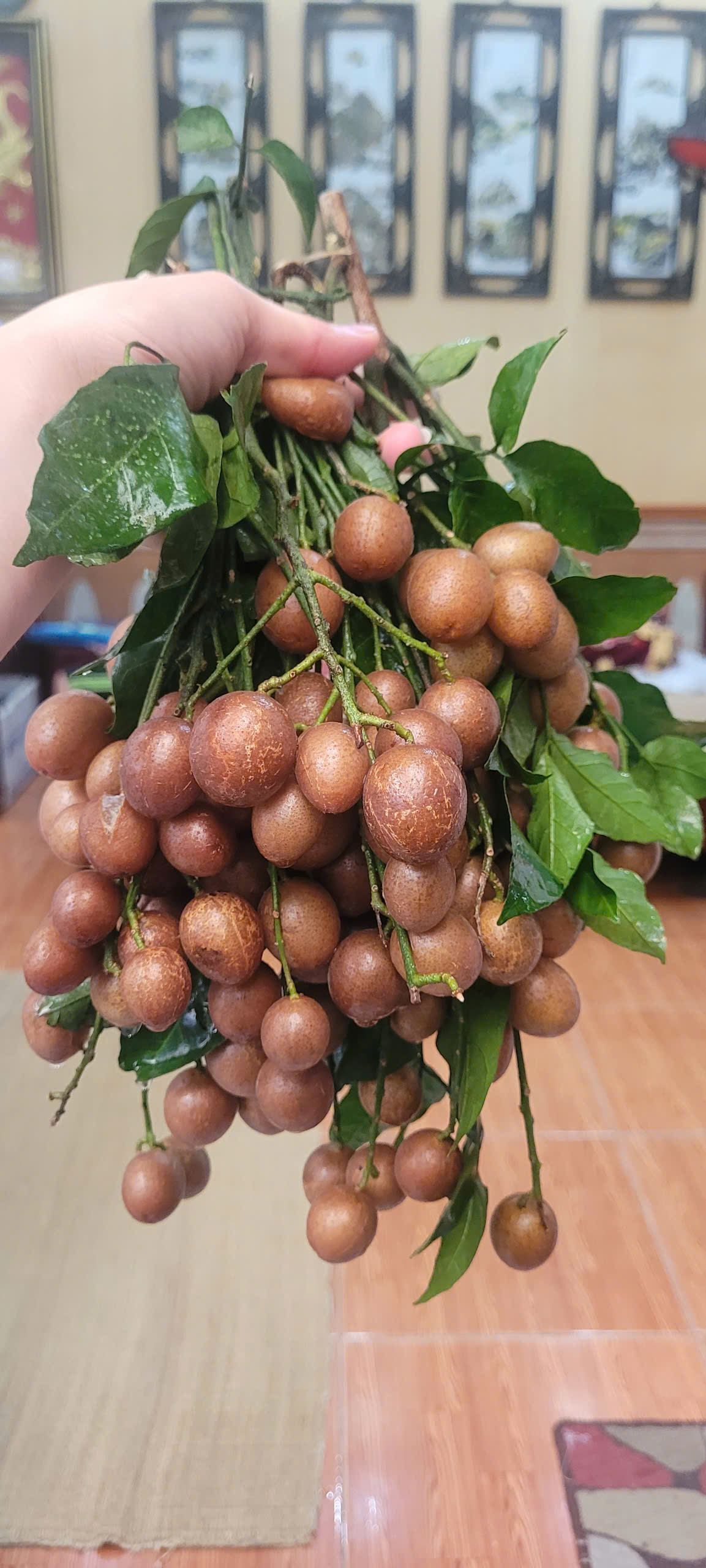 Quả quê dân dã chỉ ngày hè mới có vào chính vụ, giá từ 30.000 đồng/kg không chỉ là thức quà vặt mà giúp trị ho rất tốt - Ảnh 3. Quả quê dân dã chỉ ngày hè mới có vào chính vụ, giá từ 30.000 đồng/kg không chỉ là thức quà vặt mà giúp trị ho rất tốt - Ảnh 3.