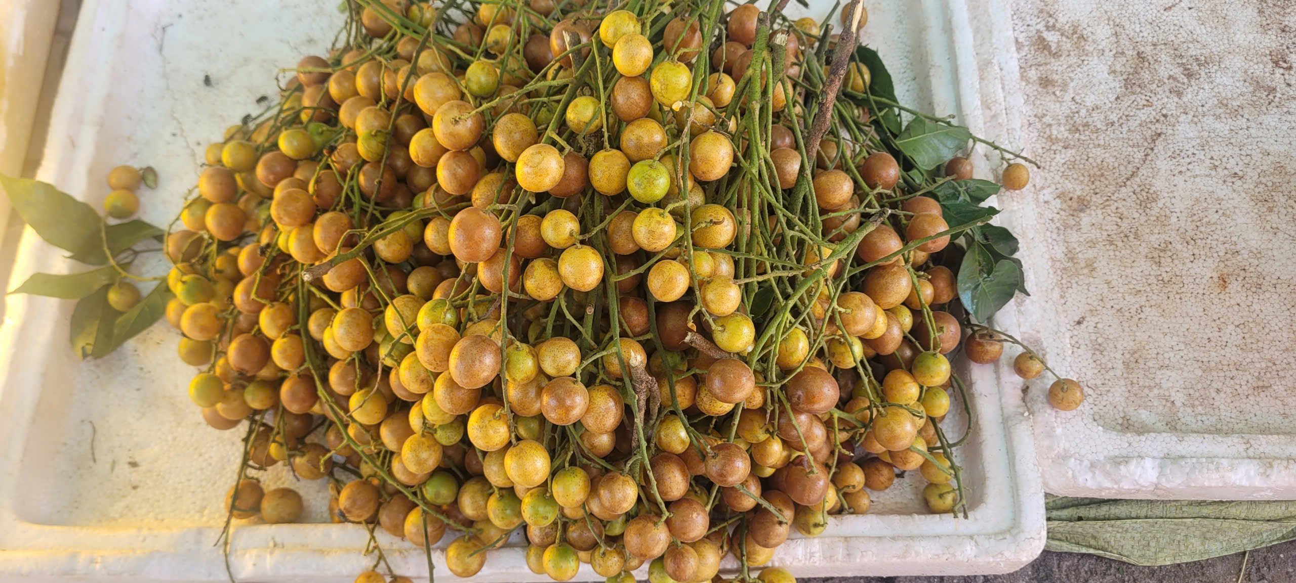 Quả quê dân dã chỉ ngày hè mới có vào chính vụ, giá từ 30.000 đồng/kg không chỉ là thức quà vặt mà giúp trị ho rất tốt - Ảnh 2. Quả quê dân dã chỉ ngày hè mới có vào chính vụ, giá từ 30.000 đồng/kg không chỉ là thức quà vặt mà giúp trị ho rất tốt - Ảnh 2.