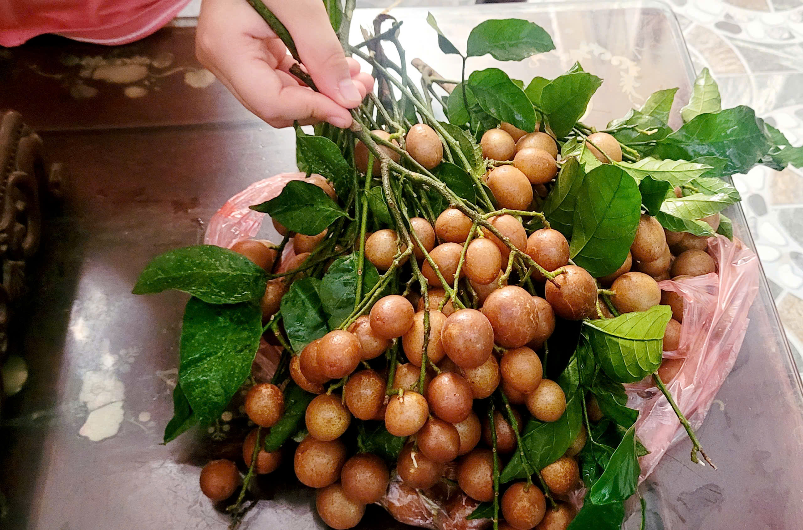 Quả quê dân dã chỉ ngày hè mới có vào chính vụ, giá từ 30.000 đồng/kg không chỉ là thức quà vặt mà giúp trị ho rất tốt - Ảnh 4. Quả quê dân dã chỉ ngày hè mới có vào chính vụ, giá từ 30.000 đồng/kg không chỉ là thức quà vặt mà giúp trị ho rất tốt - Ảnh 4.