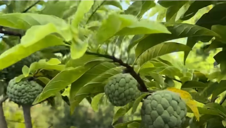 Sau thời gian dài vắng bóng, NS Hoài Linh xuất hiện trở lại, gây bất ngờ với cơ ngơi tại Mỹ- Ảnh 8. Sau thời gian dài vắng bóng, NS Hoài Linh xuất hiện trở lại, gây bất ngờ với cơ ngơi tại Mỹ- Ảnh 8.