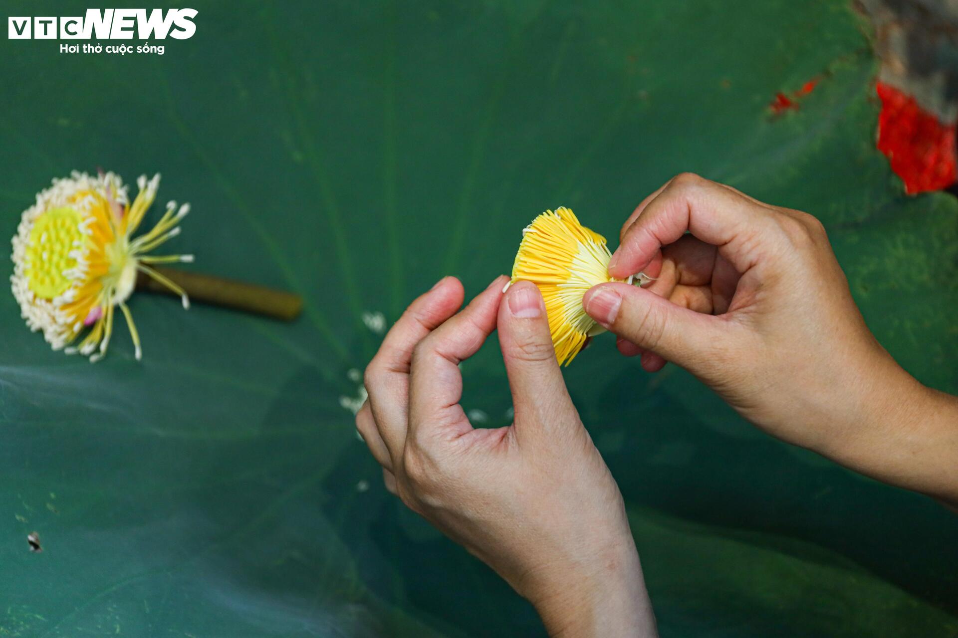 Loại trà đắt đỏ nhất Hà Nội, giá hơn 10 triệu đồng/kg được chế biến thế nào? - Ảnh 10. Loại trà đắt đỏ nhất Hà Nội, giá hơn 10 triệu đồng/kg được chế biến thế nào? - Ảnh 10.