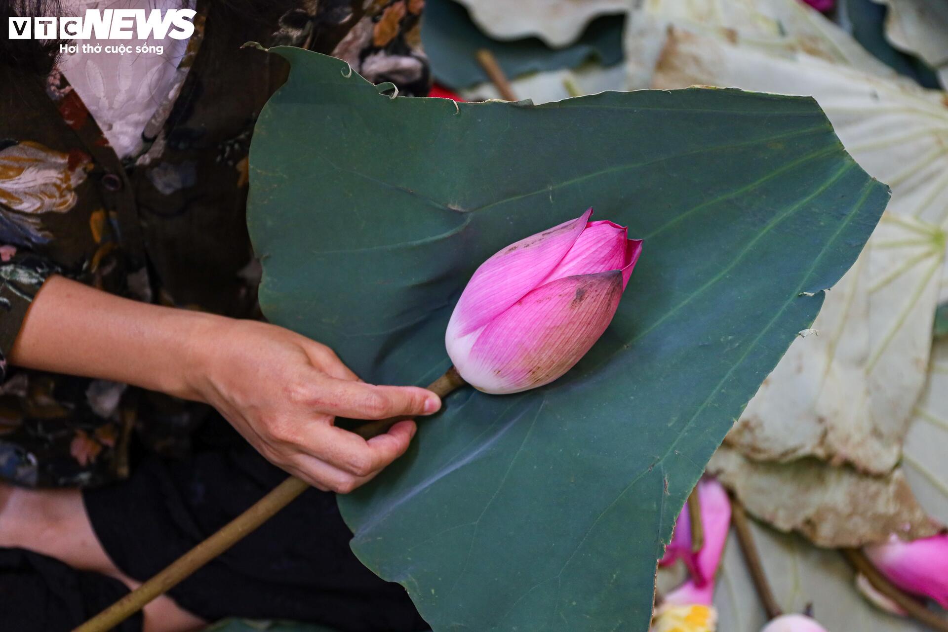 Loại trà đắt đỏ nhất Hà Nội, giá hơn 10 triệu đồng/kg được chế biến thế nào? - Ảnh 15. Loại trà đắt đỏ nhất Hà Nội, giá hơn 10 triệu đồng/kg được chế biến thế nào? - Ảnh 15.