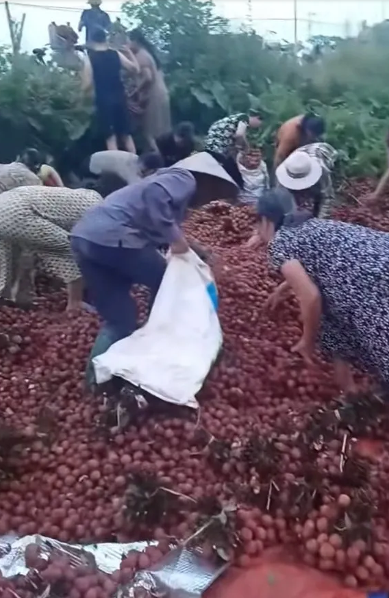 Vụ ô tô chở vải bị lật: Chủ xe nhận được khoảng hơn 40 triệu đồng giúp đỡ từ cộng đồng - Ảnh 3. Vụ ô tô chở vải bị lật: Chủ xe nhận được khoảng hơn 40 triệu đồng giúp đỡ từ cộng đồng - Ảnh 3.