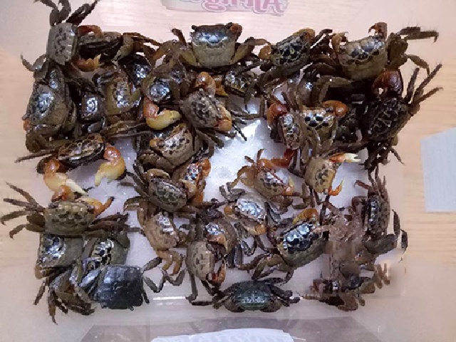Không phải nước rau muống luộc, nhộng rang ăn với món canh này ngon nhất- Ảnh 4. Không phải nước rau muống luộc, nhộng rang ăn với món canh này ngon nhất- Ảnh 4.