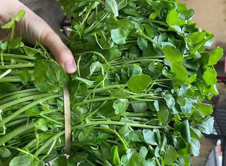 Loại rau tốt nhất thế giới trồng 1 lần ăn mấy chục năm, canxi giàu gấp đôi sữa bò giúp trẻ cao lớn- Ảnh 1. Loại rau tốt nhất thế giới trồng 1 lần ăn mấy chục năm, canxi giàu gấp đôi sữa bò giúp trẻ cao lớn- Ảnh 1.