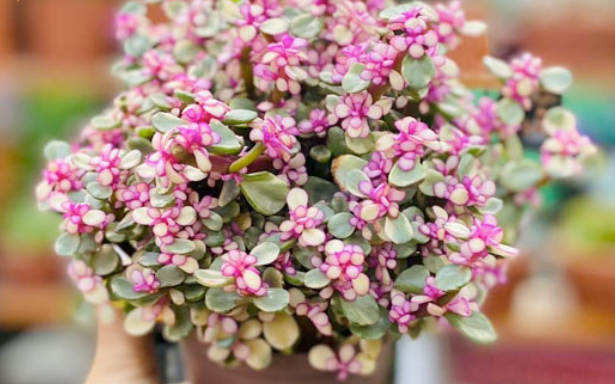 Trong nhà nếu có cây này sẽ tăng may mắn, bảo vệ gia đình và mang lại tài lộc, thịnh vượng - Ảnh 1. Nên đặt cây sen đá đô la ở đâu trong nhà để giúp gia chủ thu hút tài lộc và bảo vệ sự thịnh vượng trong gia đình