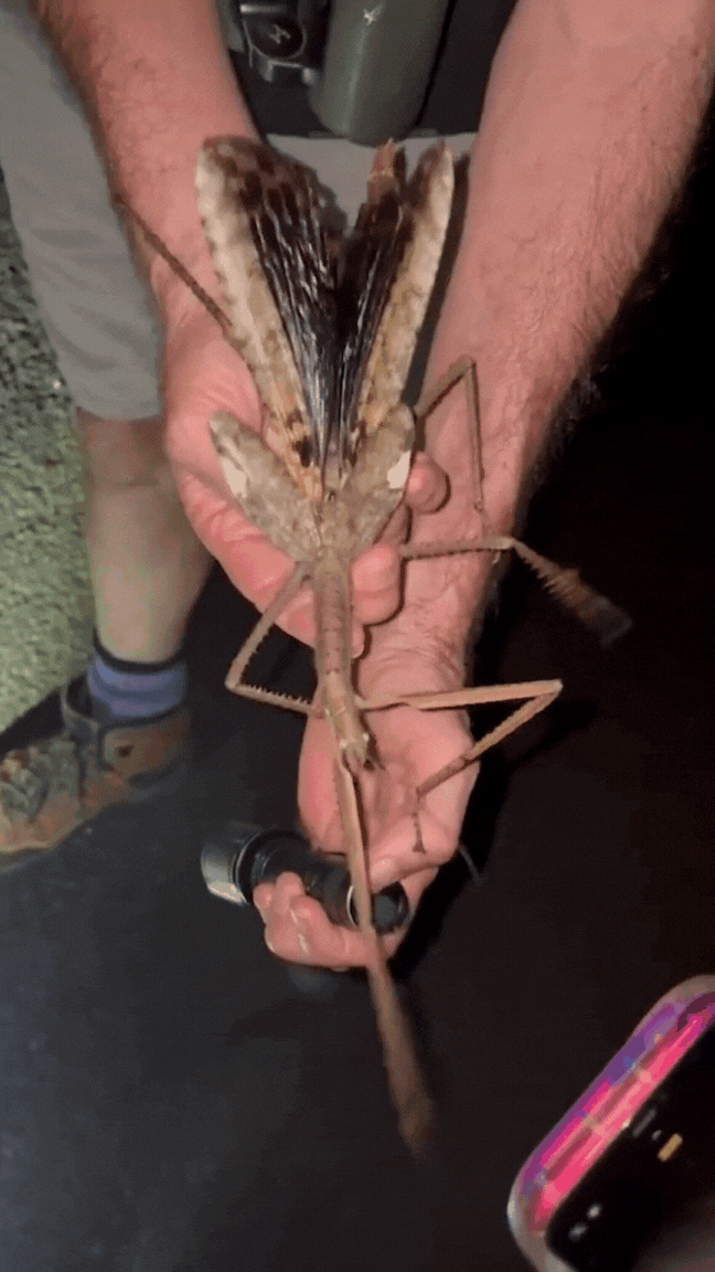 untitled-design-2-1754006762543-1754006764008838553353.gif