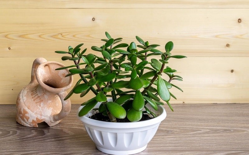 Cây cảnh phong thủy phòng lãnh đạo cho người mệnh Mộc