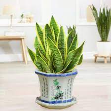 Cây cảnh phong thủy phòng lãnh đạo mệnh Thổ giúp bình an, thăng tiến- Ảnh 3.