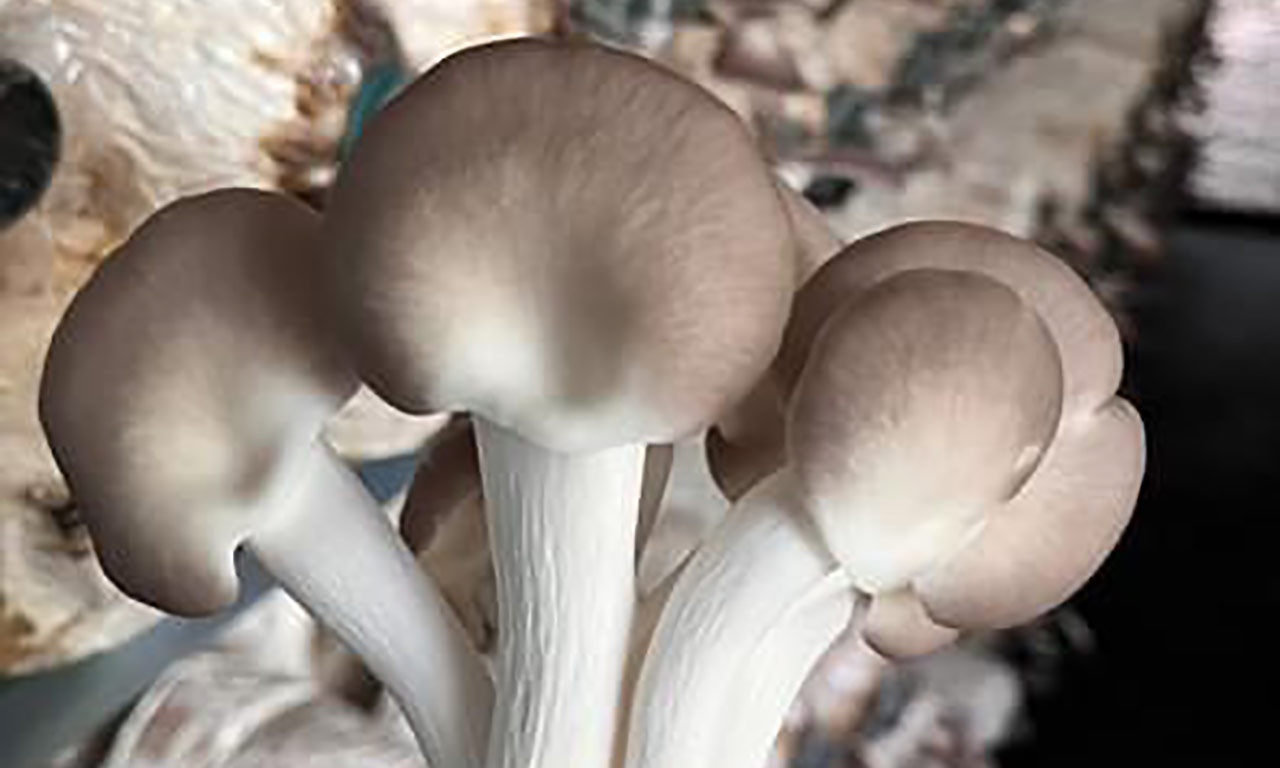 ចាត់ទុកថាជាអាហារសមុទ្រនៃដីនេះជាអាហារទំនើបដែលមានលក់ដាច់ខ្លាំងនៅទីផ្សារប្រទេសវៀតណាម ជួយគ្រប់គ្រងជាតិស្ករក្នុងឈាមបានល្អ និងធ្វើមុខម្ហូបឆ្ងាញ់ៗជាច្រើនមុខ - រូបថត ៣. Được ví như ‘hải sản của đất’, đây là siêu thực phẩm cực sẵn ở chợ Việt giúp kiểm soát đường huyết tốt, chế biến được nhiều món ngon- Ảnh 3.