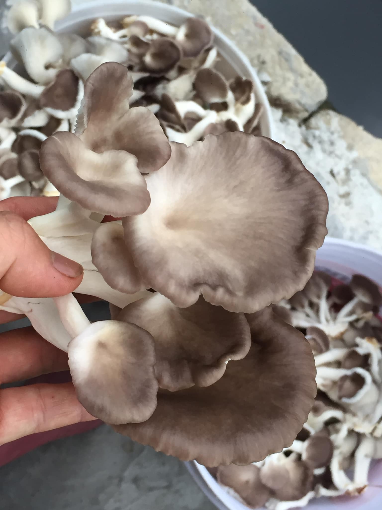 ចាត់ទុកថាជាអាហារសមុទ្រនៃដីនេះគឺជាអាហារទំនើបដែលមានលក់ដាច់ខ្លាំងនៅទីផ្សារប្រទេសវៀតណាម ជួយគ្រប់គ្រងជាតិស្ករក្នុងឈាមបានល្អ និងធ្វើមុខម្ហូបឆ្ងាញ់ៗជាច្រើនមុខ - រូបថត ៤. Được ví như ‘hải sản của đất’, đây là siêu thực phẩm cực sẵn ở chợ Việt giúp kiểm soát đường huyết tốt, chế biến được nhiều món ngon- Ảnh 4.