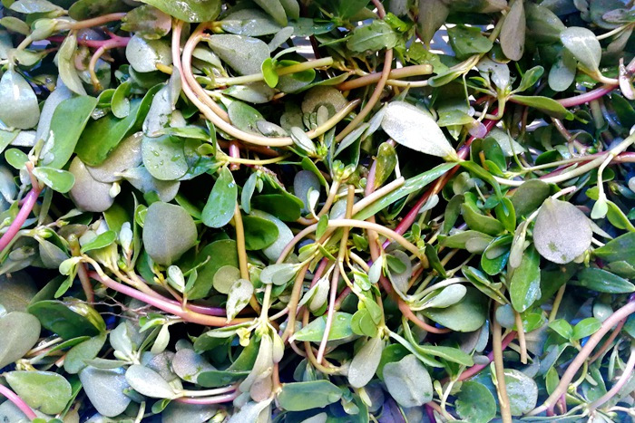 Loại rau ít ngậm thuốc trừ sâu nhất chợ, hỗ trợ thải độc, tốt cho sức khỏe người bị tiểu đường- Ảnh 10. Loại rau ít ngậm thuốc trừ sâu nhất chợ, hỗ trợ thải độc, tốt cho sức khỏe người bị tiểu đường- Ảnh 10.