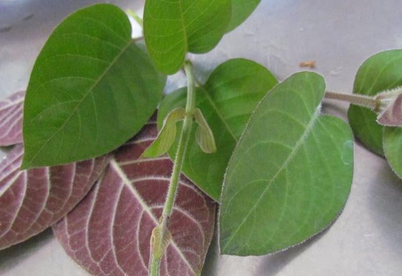Loại rau ít 'ngậm' thuốc trừ sâu nhất chợ, đặc biệt tốt cho người bị đau dạ dày, có 4 cách chế biến thành món ngon đặc trưng- Ảnh 1. Loại rau ít 'ngậm' thuốc trừ sâu nhất chợ, đặc biệt tốt cho người bị đau dạ dày, có 4 cách chế biến thành món ngon đặc trưng- Ảnh 1.