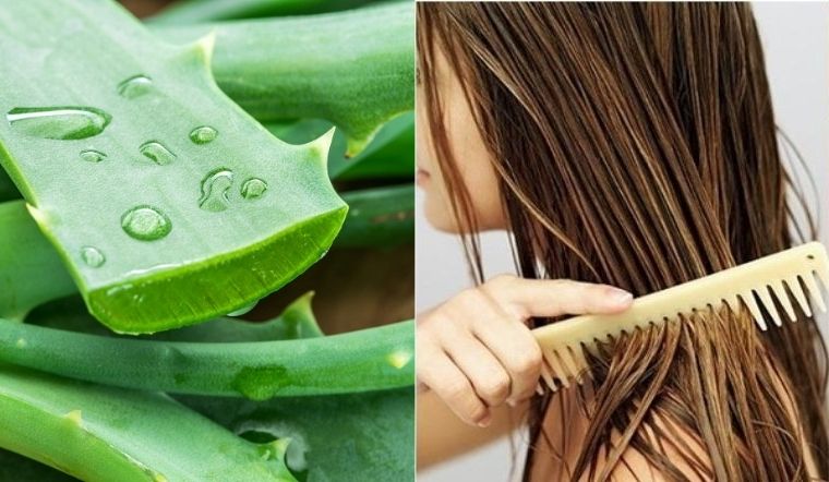 Mách bạn cách ủ tóc nha đam mềm, óng khỏe, không tốn tiền