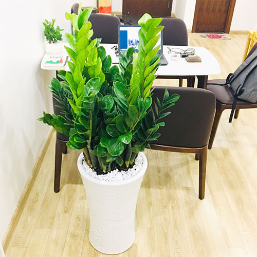 Người mệnh này đại kỵ không được trồng cây kim tiền trong nhà nếu không muốn 'tán gia bại sản'- Ảnh 3.