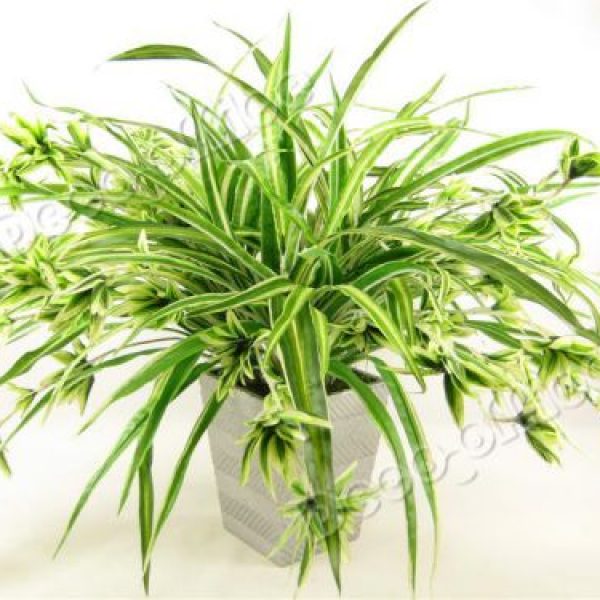Top cây cảnh khử độc không khí trong nhà hiệu quả- Ảnh 8.
