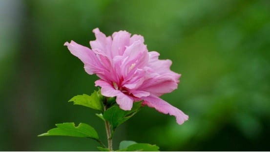 Khung giờ sinh Âm lịch cực đẹp: Trẻ mang 'mệnh quý nhân', cả đời cha mẹ nở mày nở mặt- Ảnh 1.