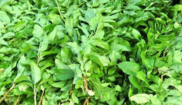 Bất ngờ loại lá được ví như 'nhân sâm của người nghèo', hỗ trợ thải độc gan, cải thiện thị lực, nhiều người bỏ qua- Ảnh 3.