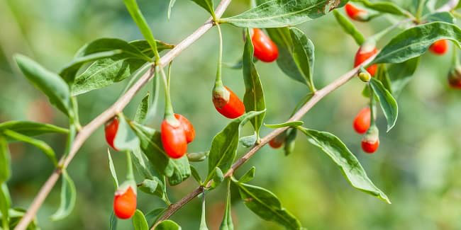 Bất ngờ loại lá được ví như 'nhân sâm của người nghèo', hỗ trợ thải độc gan, cải thiện thị lực, nhiều người bỏ qua- Ảnh 2.