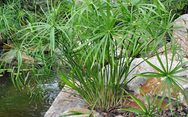 cay-thuy-truc-y-nghia-phong-thuy-va-cach-cham-soc-hieu-qua-202202141313590286-1755762481866475055938-0-38-450-758-crop-1755762487875335616320.jpg
