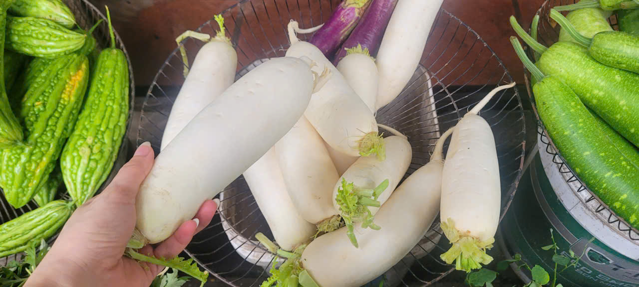 اس جڑ کو 'خزاں کے ginseng' سے تشبیہ دی جاتی ہے اور یہ موسم میں، سستی، جگر کو detoxify کرنے اور خون میں شوگر کو کنٹرول کرنے میں مدد کرتی ہے - تصویر 5۔ Loại củ ví như ‘nhân sâm mùa thu’ vào chính vụ, giá rẻ bèo, giúp thải độc gan, kiểm soát đường huyết- Ảnh 5.
