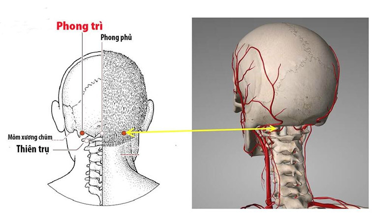 huyet-phong-tri-3-17557437585491320768531-1755828415372-17558284156161458387093.jpg