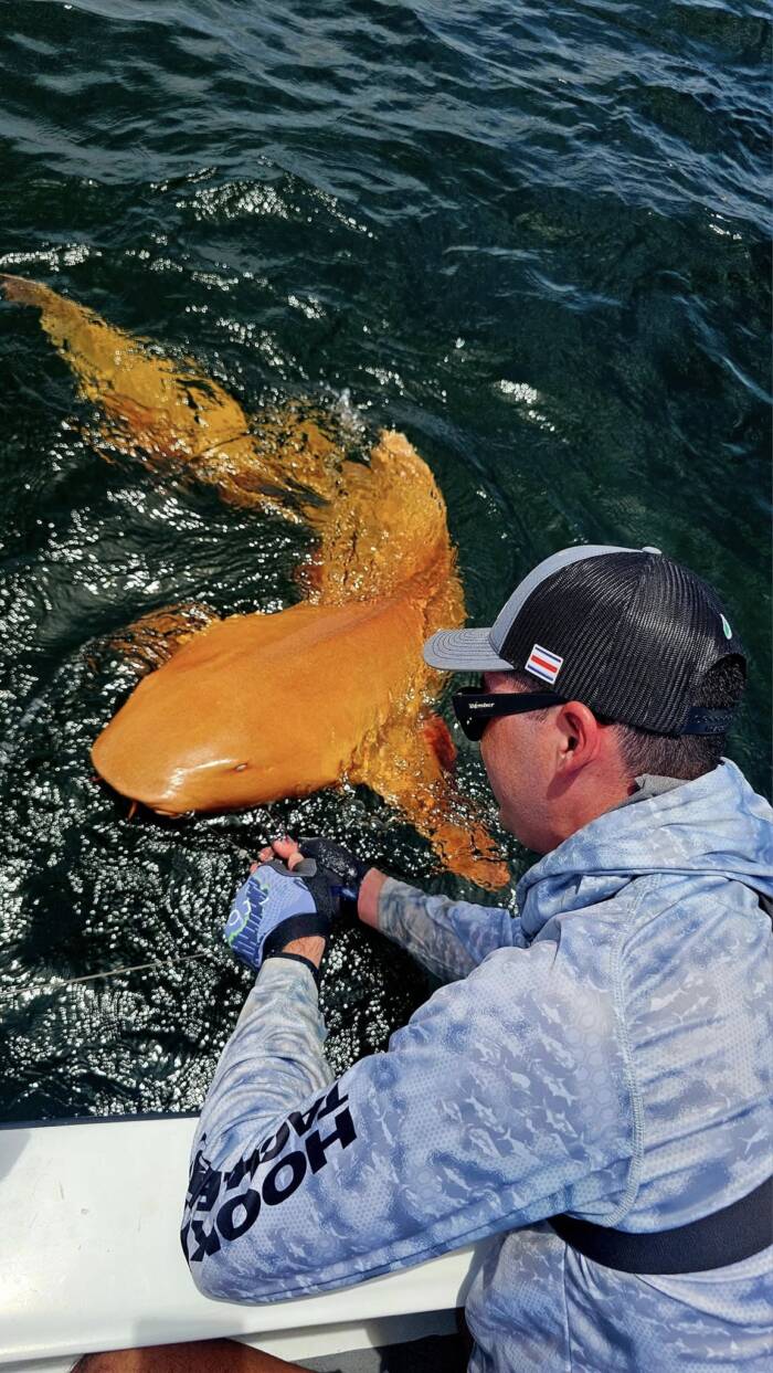 nurse-shark-xanthism-1-1756163639334-175616363947366543725.jpg