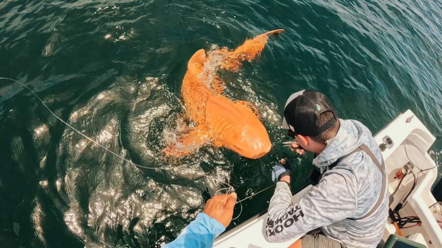orange-nurse-shark-1756163637111-1756163638497559891694.jpg