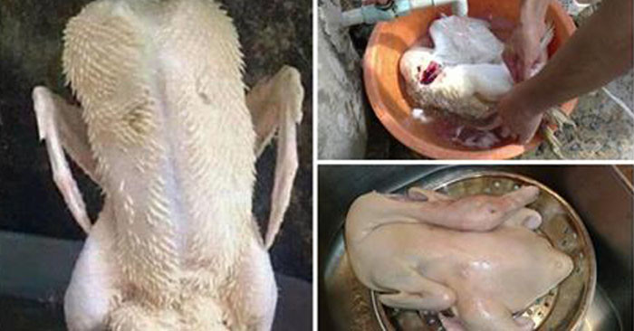 Folosește asta și pune-o într-un lighean cu apă, poți curăța penele de rață foarte repede, iar rața nu va mai avea miros urât - Fotografia 2. Chỉ cần dùng thứ này thả vào chậu nước, đảm bảo bạn có thể làm sạch lông măng vịt rất nhanh, vịt hết sạch mùi hôi- Ảnh 2.