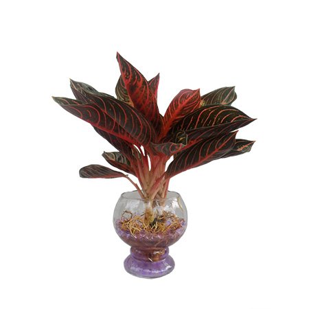 Cây cảnh đẹp tên là cây Bao Thanh Thiên và cách đặt cây trong nhà để tô điểm và bảo vệ gia đình khỏi điều xấu- Ảnh 2. Cây cảnh đẹp tên là cây Bao Thanh Thiên và cách đặt cây trong nhà để tô điểm và bảo vệ gia đình khỏi điều xấu- Ảnh 2.